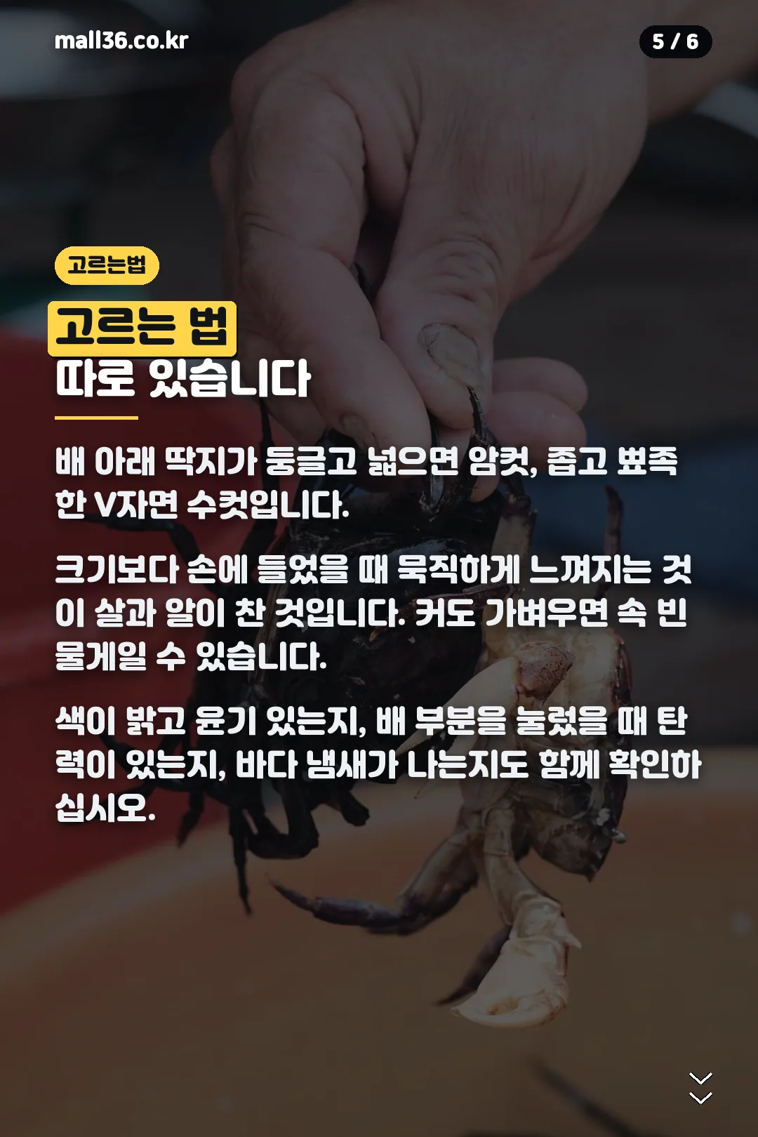 꽃게 고르는 법