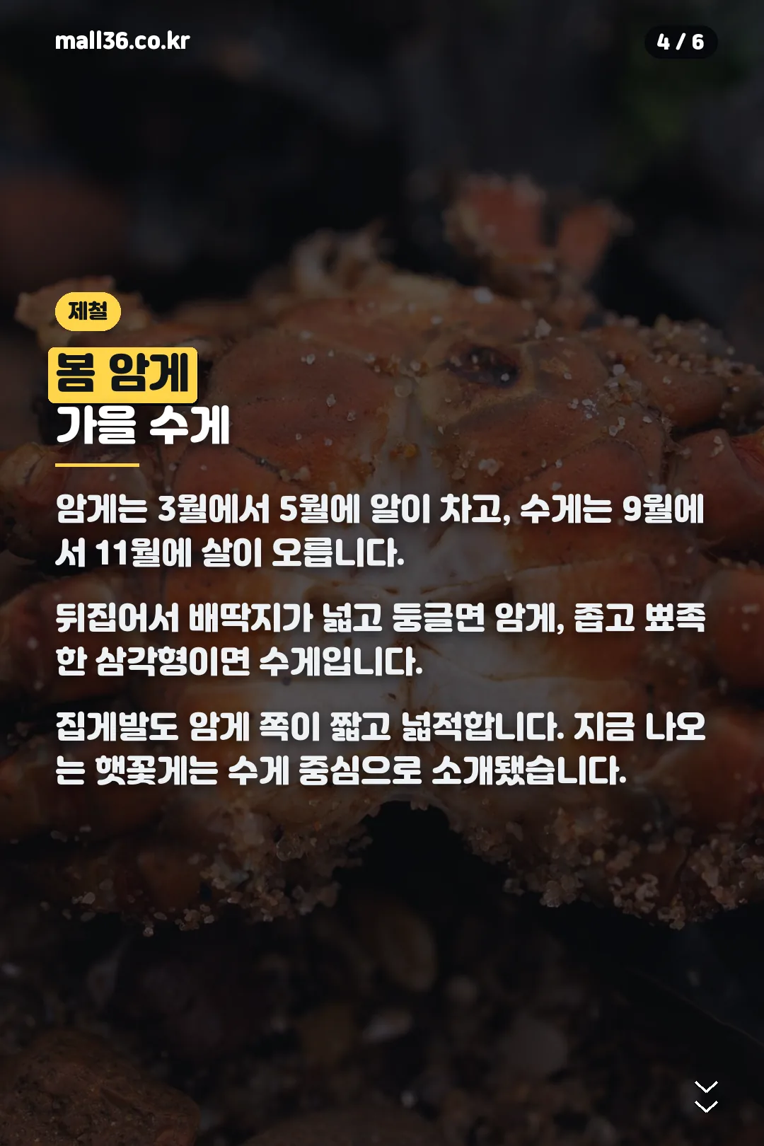 암게 수게 제철