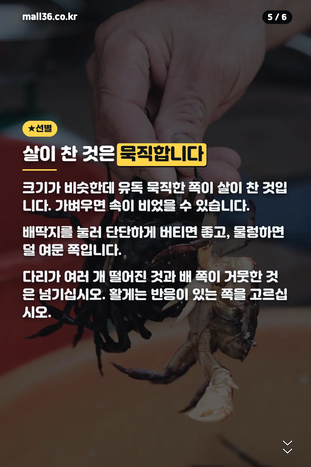 살 찬 꽃게 고르기