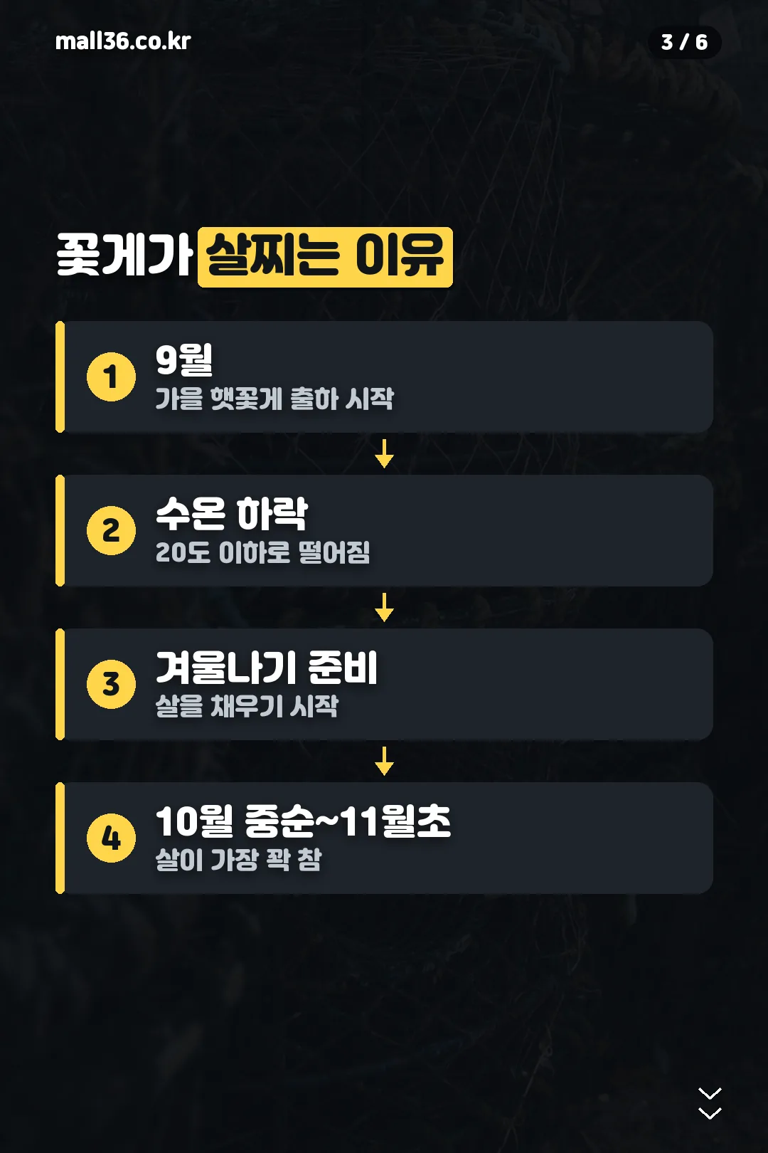 꽃게가 살찌는 이유